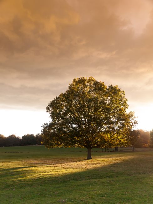 A large, mature tree with a broad, rounded canopy of green leaves, standing alone in an open grassy field during sunset. The sky above is filled with dramatic, orange-tinted clouds, casting a warm glo