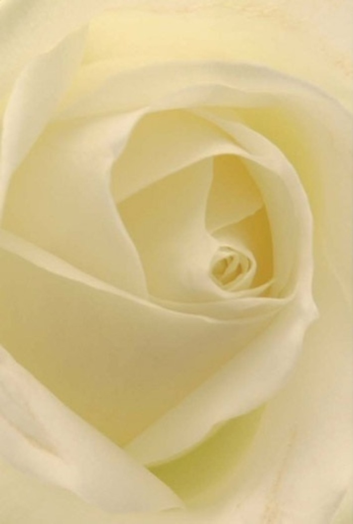 When you gaze closely upon this classic white rose, prepared by local hands in Castelnau, you are enveloped by its layers of subtle beauty and gentle resilience. The petals merge in shades of pure white and gentle cream, the interplay of natural light lending them a soft glow-like the reflection of early morning sun on the calm Thames near Hammersmith Bridge. Each petal folds in a near-perfect spiral, hinting at purity and quiet determination, whether presented as a centrepiece for a wedding at the Old Barnes or as a sincere token of apology. The composition is soothing yet sophisticated, every nuance in hue and shadow intentionally highlighted by Castelnau's florists to elevate the rose's natural grace. The bouquet brings forth a clean, serene fragrance that settles gracefully into any room, perfectly suited for heartfelt messages-be it love, remembrance, or gratitude-bestowed on loved ones in Castelnau and Barnes.